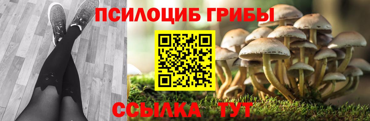 Псилоцибиновые грибы Psilocybe Барабинск